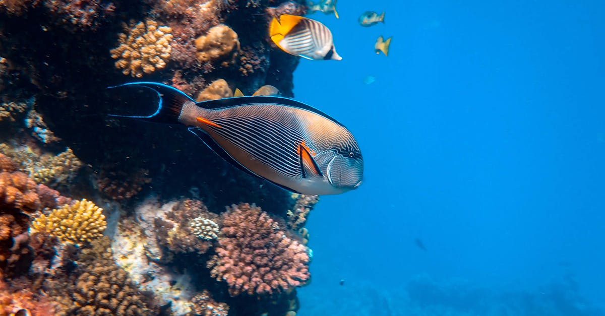 Colorful reef fish swimming amidst vibrant corals in a clear ocean setting.