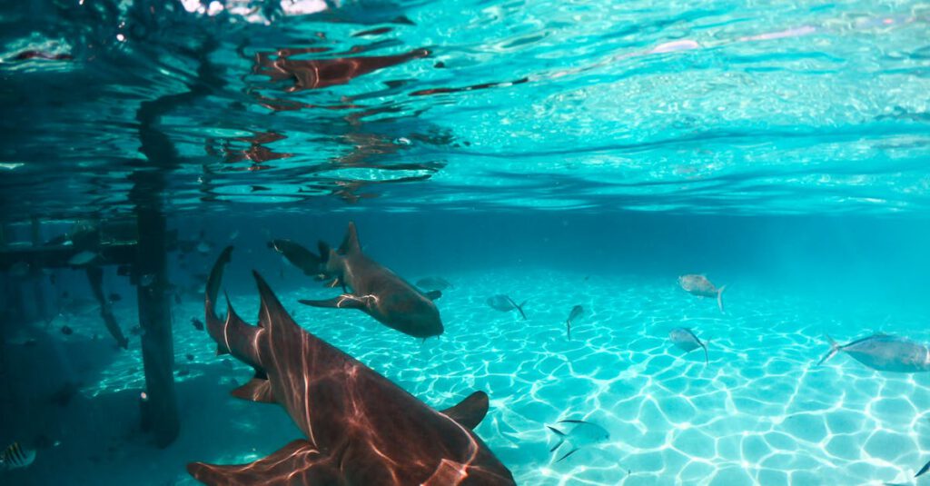 Nurse sharks swimming gracefully in the crystal clear waters of the Bahamas.
